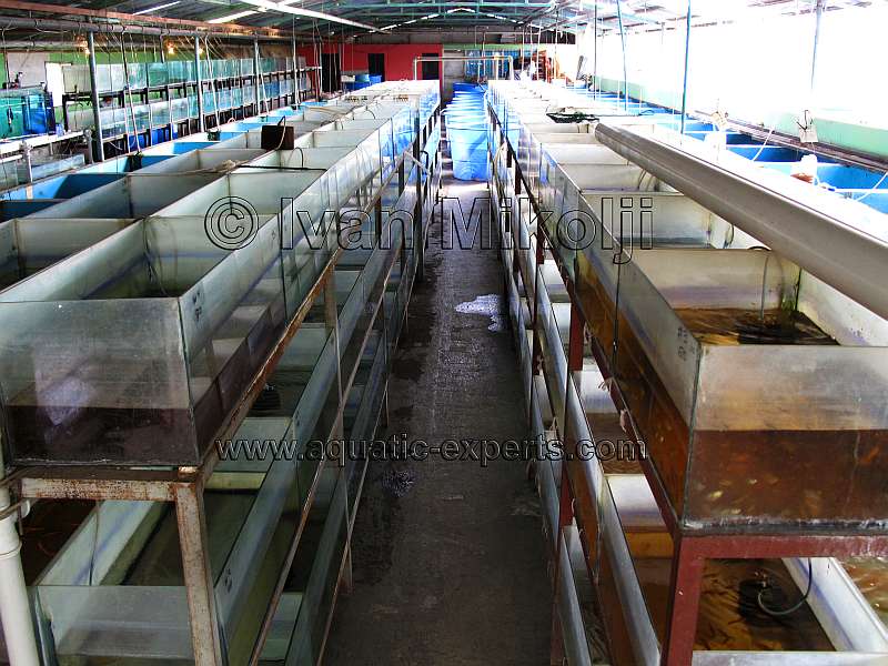 Acuicultura en Venezuela 16